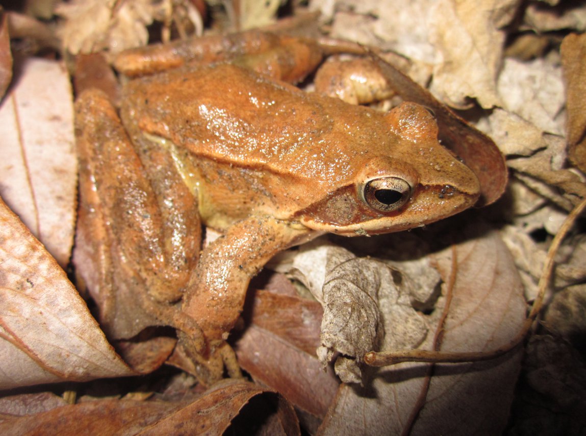 rana rossa da identificare - Rana dalmatina